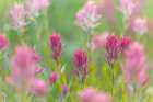Canada, British Columbia, East Kootenay Mountains. Indian paintbrush flowers. Art Print
